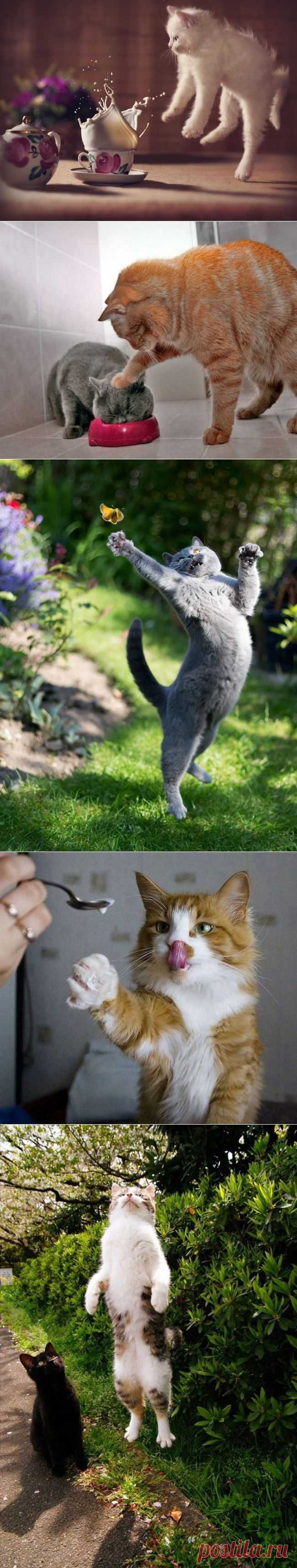 Неотразимые котэ / Приколы