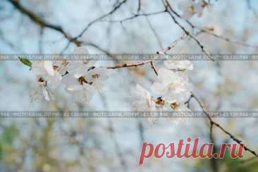 Blooming tree branch with white flowers on light blue sky background in spring. Стоковое фото, фотограф Ilaronsia / Фотобанк Лори