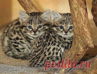 Бенгальские котята.