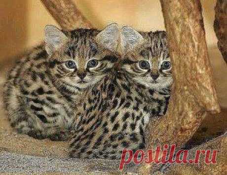 Бенгальские котята.
