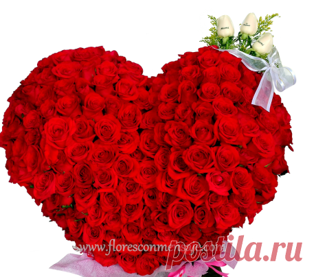 la rosa roja perfecta - Buscar con Google