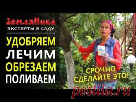Как ухаживать за садом осенью. Подготовка сада к зиме. Уход за плодовыми. 0+
