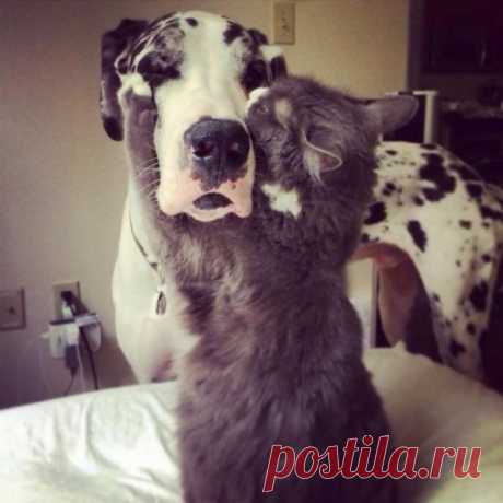 Забавные фотографии дружбы собак и кошек (17 фото) Забавные фотографии дружбы собак и кошек (17 фото)
			Кошки и собаки видятся нам непримиримыми врагами, между которыми не может быть ничего общего. Однако в мире...