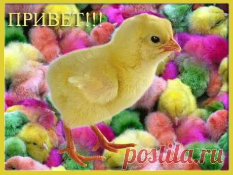 привет