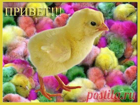 привет