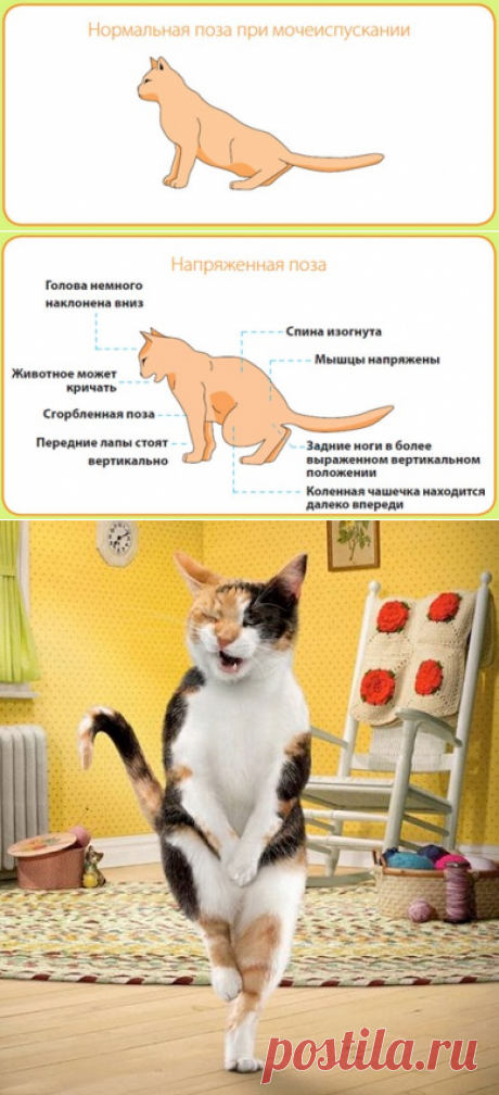Мочекаменная болезнь у котов (кошек): симптомы, лечение, профилактика – Муркотэ о кошках и котах