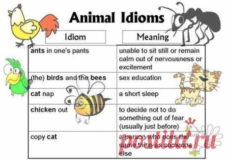 Подборка идиом с английскими зверушками / Неформальный Английский