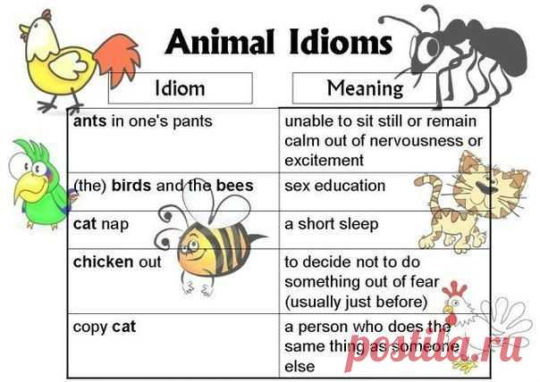 Подборка идиом с английскими зверушками / Неформальный Английский