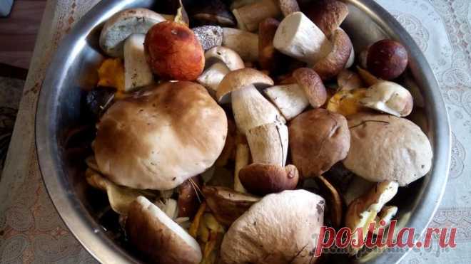 Пирог-пицца с лесными грибами и куриным мясом