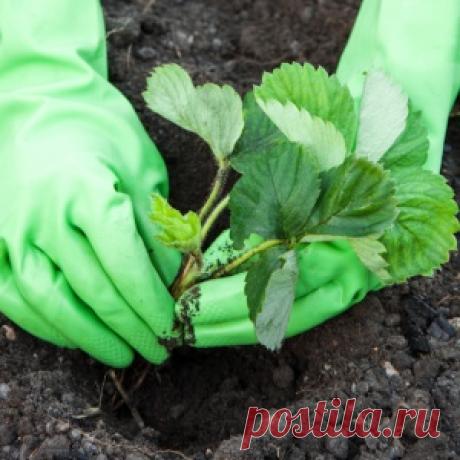 Пять способов посадки земляники