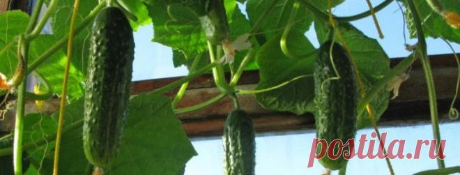 Выращивание огурцов в пластиковых 5 литровых бутылках: посадка и уход + видео