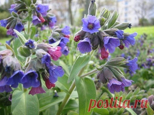 КАКИЕ ТРАВЫ СОБИРАТЬ В МАЕ? | 6 соток