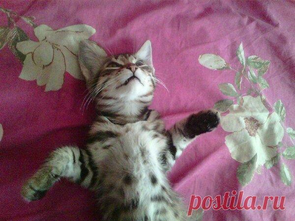 Наши коты - #35 | Кошка Чернуха и кот Беляшик | Яндекс Дзен