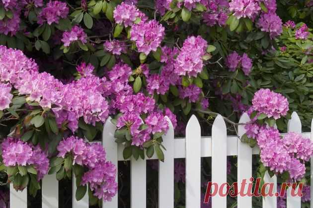 7 самых ароматных кустарников для сада