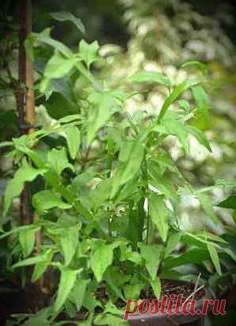 Комнатное растение Гомалокладиум (Homalocladium). Если вы захотите удивить знакомых необычным растением, попробуйте найти гомалокладиум. Его название указывает на зеленые игловидные веточки, играющие роль листьев - так называемые кладодии. Видовое наименование (H.platycladum) намекает еще и на плоские стебли (греч. platys - &quot;плоский&quot;, &quot;широкий&quot;).