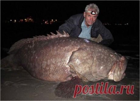 Самые страшные речные монстры (110 фото) | Прикольные картинки, интересные фотографии, фото девушек, смешные и интересные видео, фото приколы