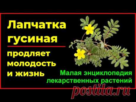 Лапчатка гусиная продляет молодость и жизнь Potentilla goose prolongs youth and life
