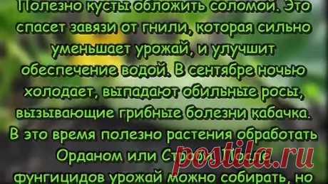 Как ПРОДЛИТЬ УРОЖАЙ кабачков до самых заморозков СЕКРЕТЫ огородников Дачные СОВЕТЫ И РЕКОМЕНДАЦИИ