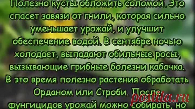 Как ПРОДЛИТЬ УРОЖАЙ кабачков до самых заморозков СЕКРЕТЫ огородников Дачные СОВЕТЫ И РЕКОМЕНДАЦИИ