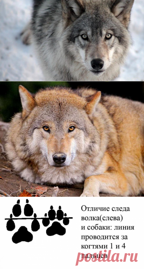 Волк - хищник лесов и степей