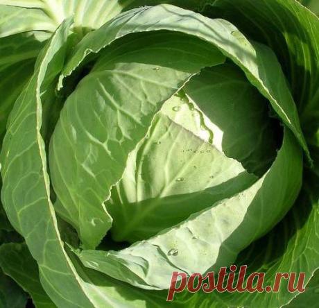 Полезные свойства и употребление капусты
