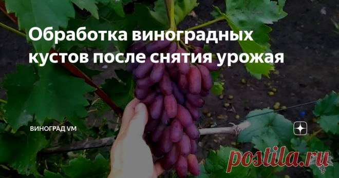 Обработка виноградных кустов после снятия урожая Сегодня я раскрою такой немаловажный вопрос, как обработка виноградных кустов после сбора урожая.
Многие виноградари после сбора урожая задаются вопросом делать обработку винограда или нет.
В данной статье я выскажу своё мнение по данному вопросу, а Вы уже будете сами решать, стоит делать или нет.