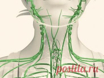 Лимфатическая система для ЕГЭ по биологии: подробный обзор с фокусом на экзамен | PortalBio