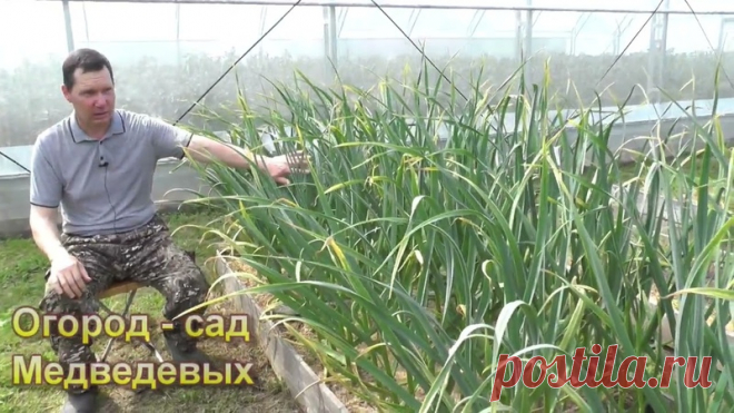 https://zen.yandex.ru/media/ogorodsadmedvedevykh/kak-..
Здравствуйте, дорогие огородники, многие пренебрегают листовыми подкормками чеснока, а зря. Например, существует такой агро-прием который называется сеникация. Он подразумевает подталкивание растений к перераспределению продуктов фотосинтеза от листьев к запасающим органам (луковицы, плоды и т.д.). Если у чеснока мы хорошо развили вегетативную массу, этот прием просто необходим. Что же надо делать. Все очень просто в ...