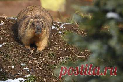 В Чувашии сняли на видео первых проснувшихся сурков. В заповеднике «Присурский» в Чувашии начали просыпаться первые сурки — их заметили на Батыревском участке заповедника. 12, 15 и 17 марта специалисты заметили по одной семье сурков. Пока они малоактивны. Их спячка длилась около шести месяцев — первую нору сурки закрыли 8 августа 2022 года.