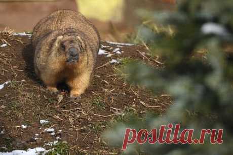В Чувашии сняли на видео первых проснувшихся сурков. В заповеднике «Присурский» в Чувашии начали просыпаться первые сурки — их заметили на Батыревском участке заповедника. 12, 15 и 17 марта специалисты заметили по одной семье сурков. Пока они малоактивны. Их спячка длилась около шести месяцев — первую нору сурки закрыли 8 августа 2022 года.