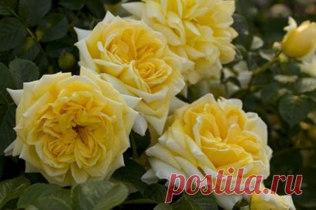 Хотелки по розам - Babyblog.ru