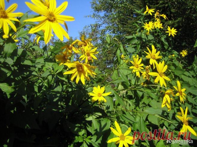 Земляная груша - Мастерок.жж.рф