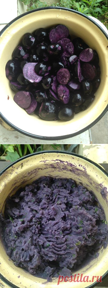 Первый урожай фиолетового картофеля прошел кухонные испытания )) Сорт 