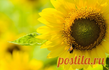 Sunflower-and-the-bee-Nature-Wallpaper