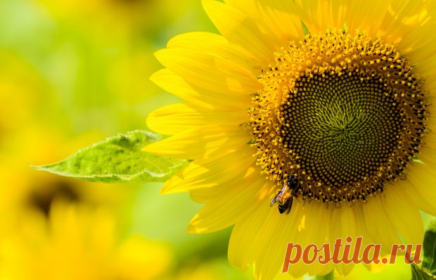 Sunflower-and-the-bee-Nature-Wallpaper