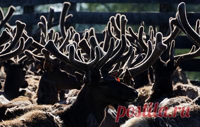 В Ненецком АО оленеводам компенсируют затраты на строительство загонов. Окружную субсидию увеличат с 60% до 95%