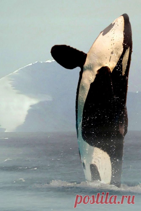 Gregory Yovanof приколол(а) это к доске Nature &amp; Wildlife