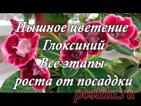 Пышное цветение Глоксиний. Все этапы роста от посадки клубней