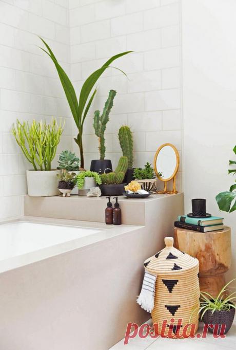 Растения для ванной комнаты без окон