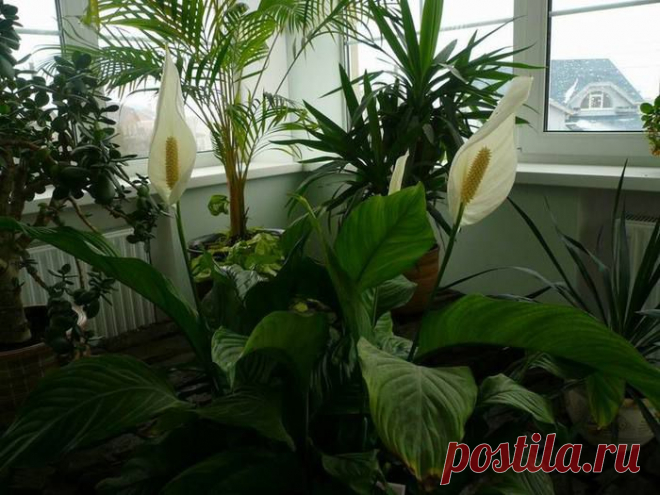 Комнатные растения, которые прекрасно чистят воздух и не требуют особого ухода!!!