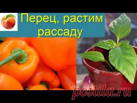 Перец Растим рассаду Пересадка Подкормка важна! - YouTube черный жемчуг