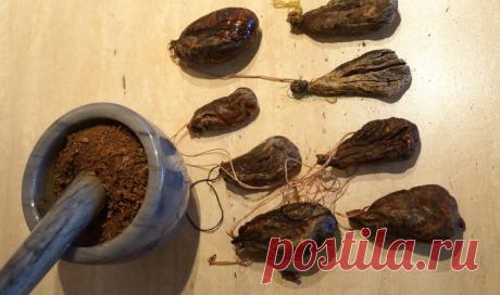 Струя бобра: лечебные свойства и применение | Polza-vred.su