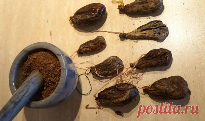 Струя бобра: лечебные свойства и применение | Polza-vred.su