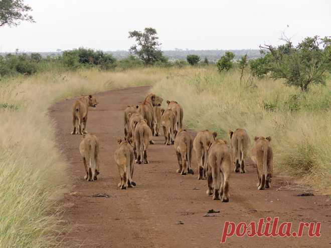 15 Lions They did not block the road for to long. 4 Minutes and they started walking down the road. In this shot it is easy to count them. Sorry for the back side I did not want to walk around:-))  Kruger National Park.  Thanks for your visits, comments, faves, invites, etc. I really appreciate it very much.