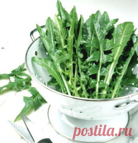 Невероятно! Одуванчик: лекарство фантастической целебной силы!