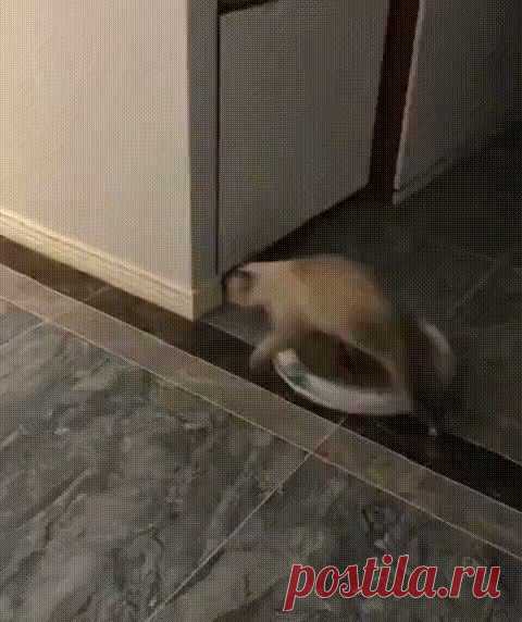Котвондо