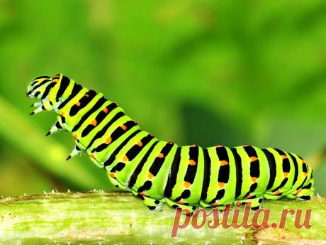 Познавательные факты о необычных существах Самый большой известный паук – это птицеед голиаф, найденный в Венесуэле в 1965 году. Размах его лап составляет 28 сантиметров!