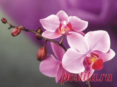 (4) Одноклассники