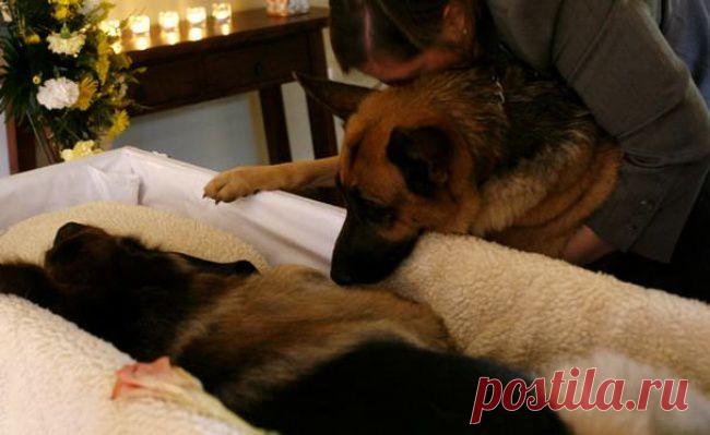 35 гениальных фотографий, наполненных любовью и добротой