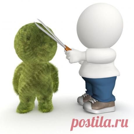 Выбор растений для топиария. Растения для топиари.